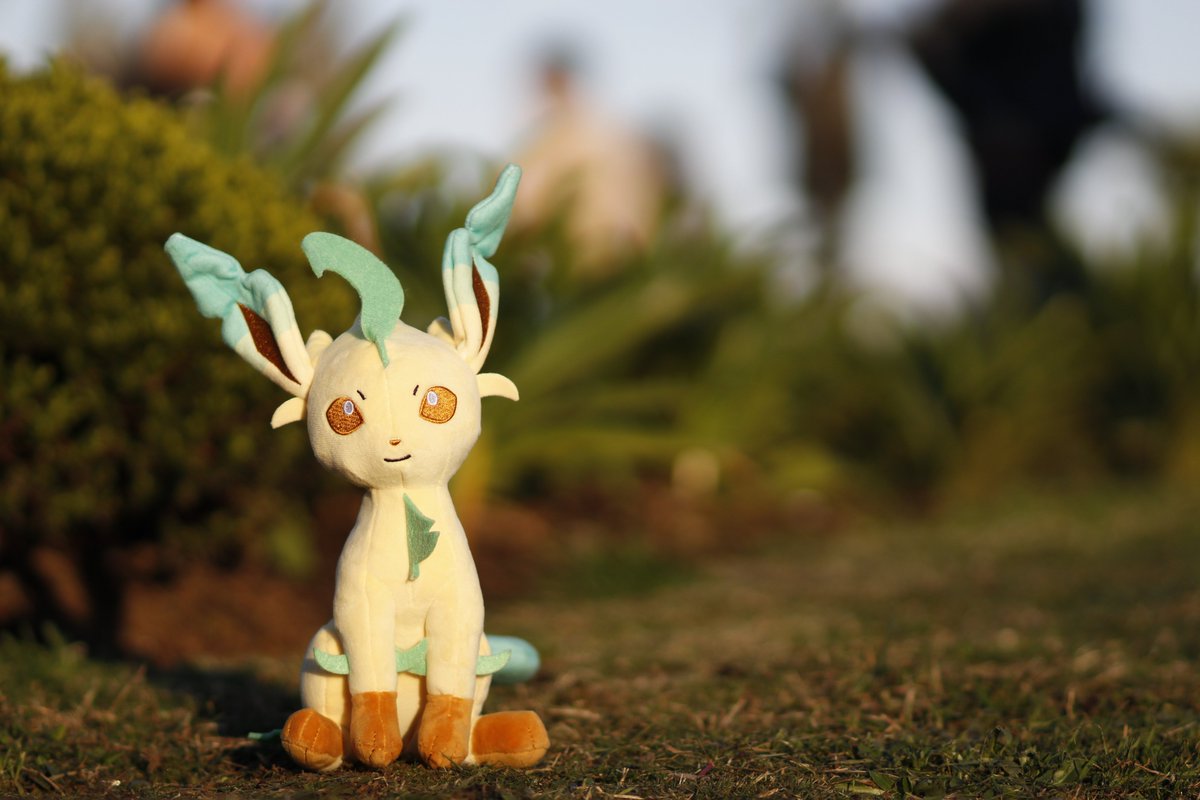 WildyArtist's tweet photo. Took a pretty good photo of my Leafeon for photography class!

#Pokémon https://t.co/UaouIA6Xii