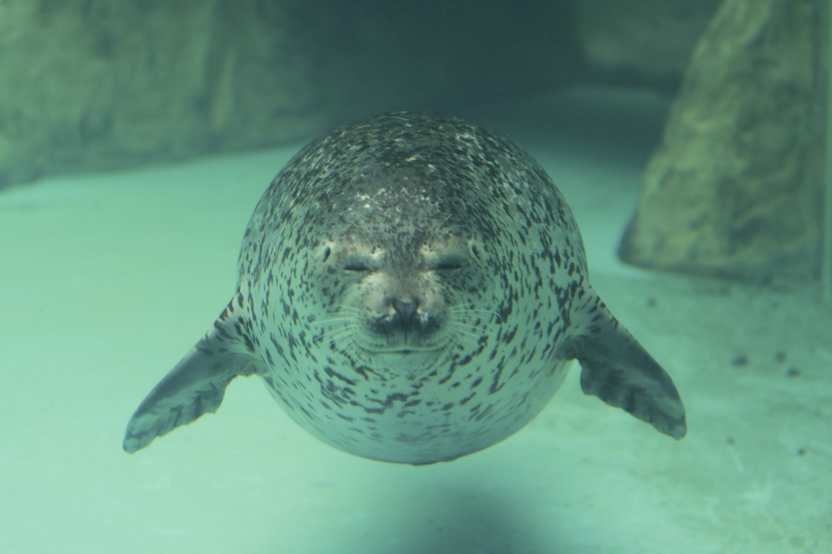 nas_oak's tweet photo. 丸ければ丸いほどかわいいの羨ましい

2025.02 #男鹿水族館GAO
#ターボ https://t.co/xBluKTCszM