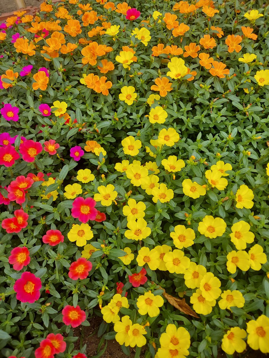 TIugqDvHUD9742's tweet photo. 季節は春ですが、地元の花壇のお花が綺麗だったのでアップ～😉✨、やっぱり大粒の｢アップルパイ🍎｣は美味しい！⤴️⤴️✨⭐、夏の｢県立 三ツ池公園⛲｣の情景 🏞️ 🎆  🌴🏖️ https://t.co/9ZqBzexX52