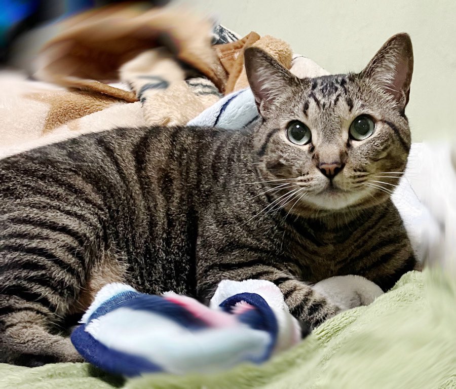 oneptvxq's tweet photo. ⚽️あぁ
ノルウェー勝って欲しかったにや…

#キジトラ #猫  #猫写真
#ねこかわいいね #ねこ 
#猫のいる暮らし #今日のまろたそ https://t.co/o0aHtiIVw9