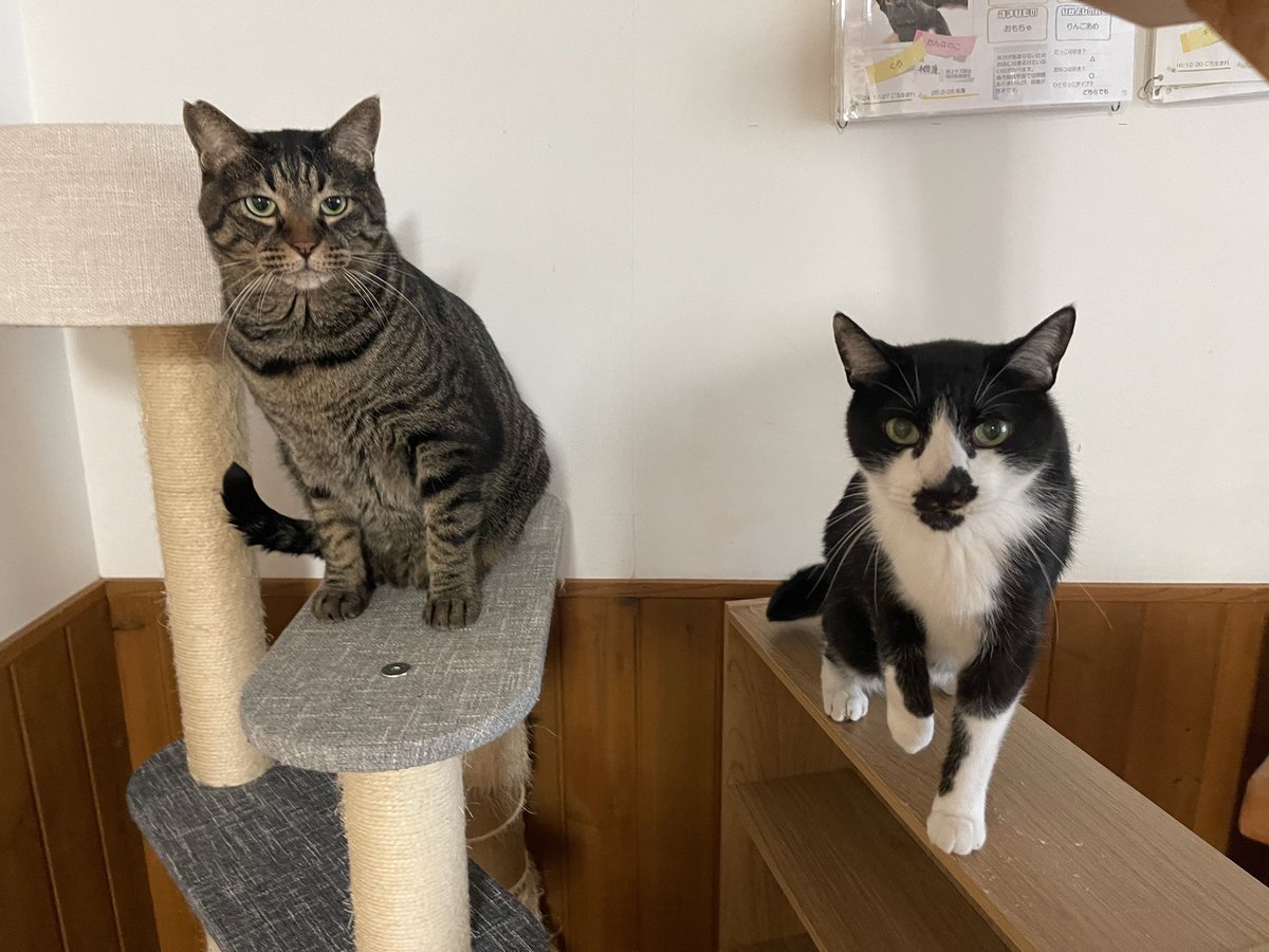 cat_nekojarashi's tweet photo. 本日いよいよ最終日になります😭最後までどうぞよろしくお願いいたします…！
今日は特別ゲスト（笑）で、かぶが来ています！🐈‍⬛

空き枠が後少しだけございますので、ご希望のお客様はご来店前にご予約のお電話をお願いいたします🙇‍♀️ https://t.co/QLEVDpbF5c
