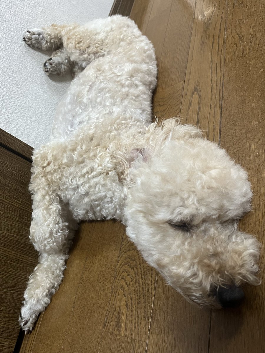 mmmo_co_'s tweet photo. いっぬが廊下に落ちてる https://t.co/TBgEB1OS3Z