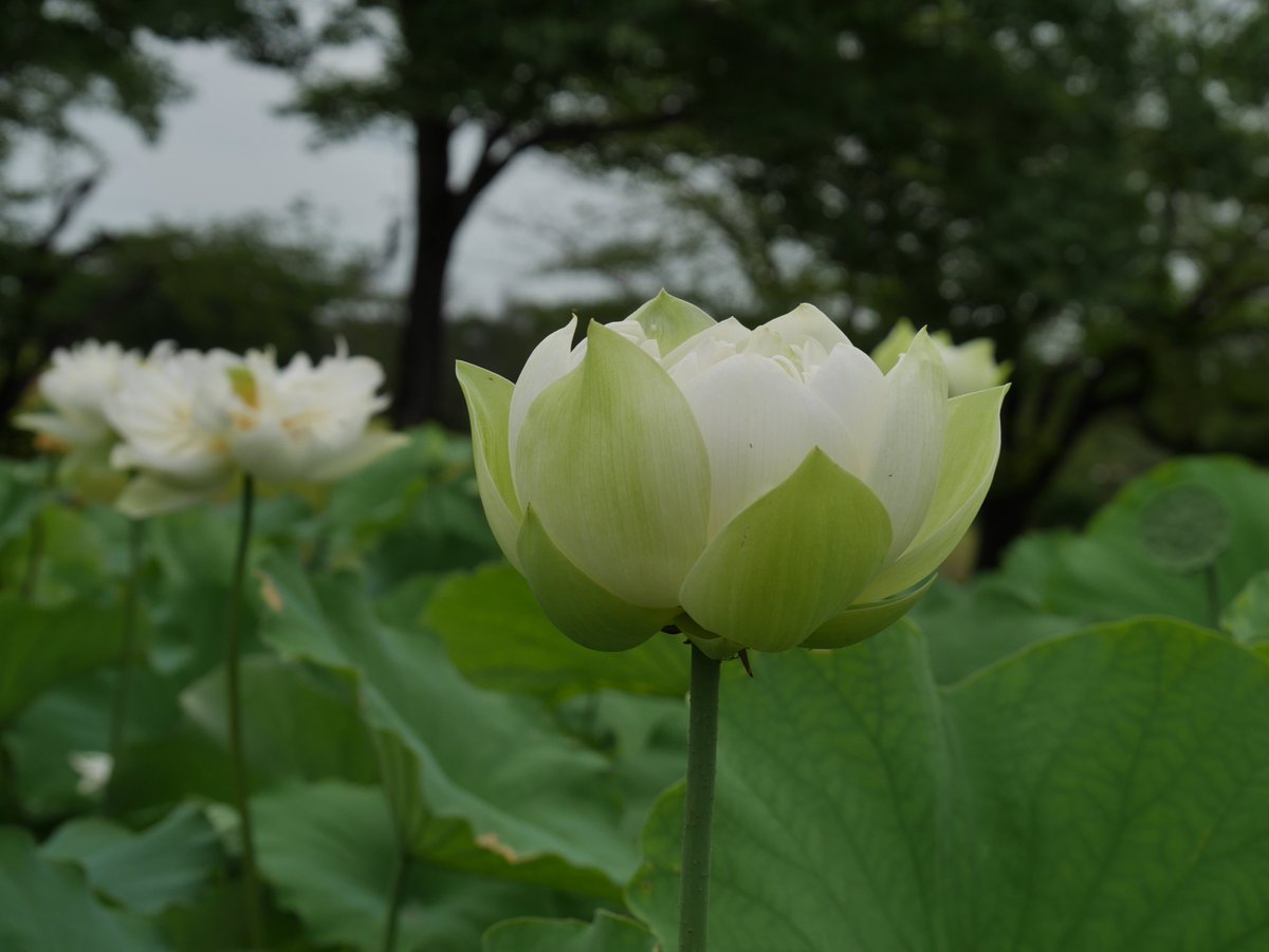edomeri's tweet photo. 古代蓮の里
蓮が見頃でした。゜+.(´▽`)。+.゜+・, https://t.co/HBclFCesU7