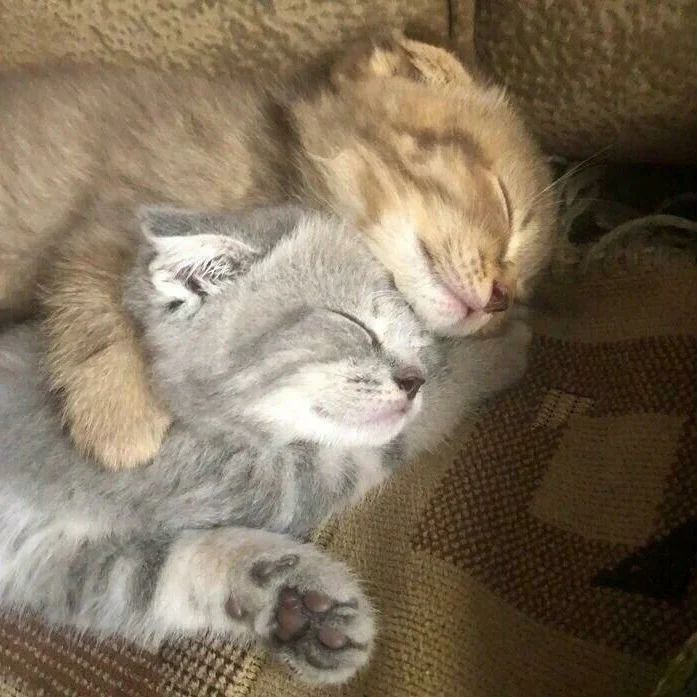 PunchingCat's tweet photo. https://t.co/ghnmNEc0eV
