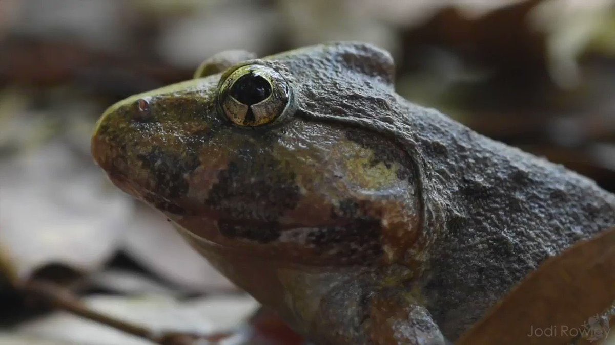 Frog tweet media