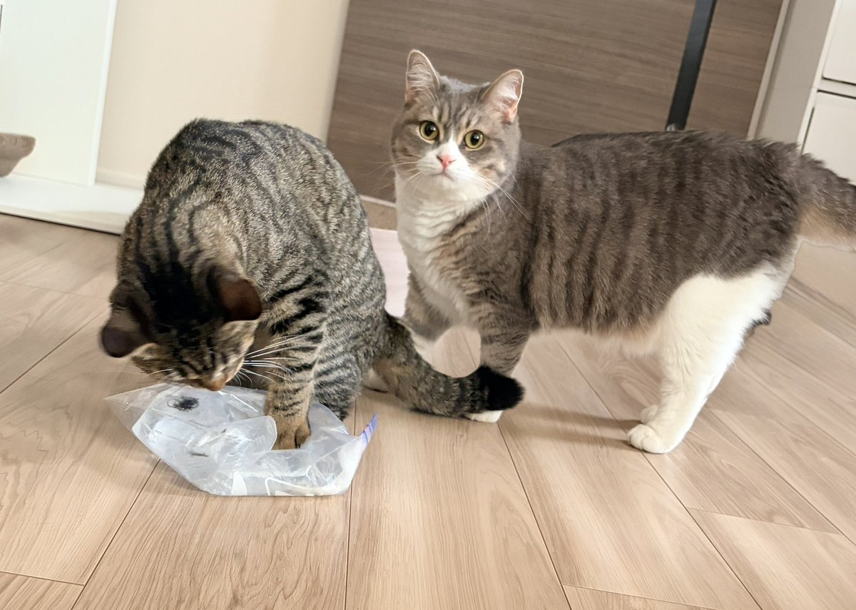 hi_ry5's tweet photo. #ねこ https://t.co/NuQ7OeRa89
