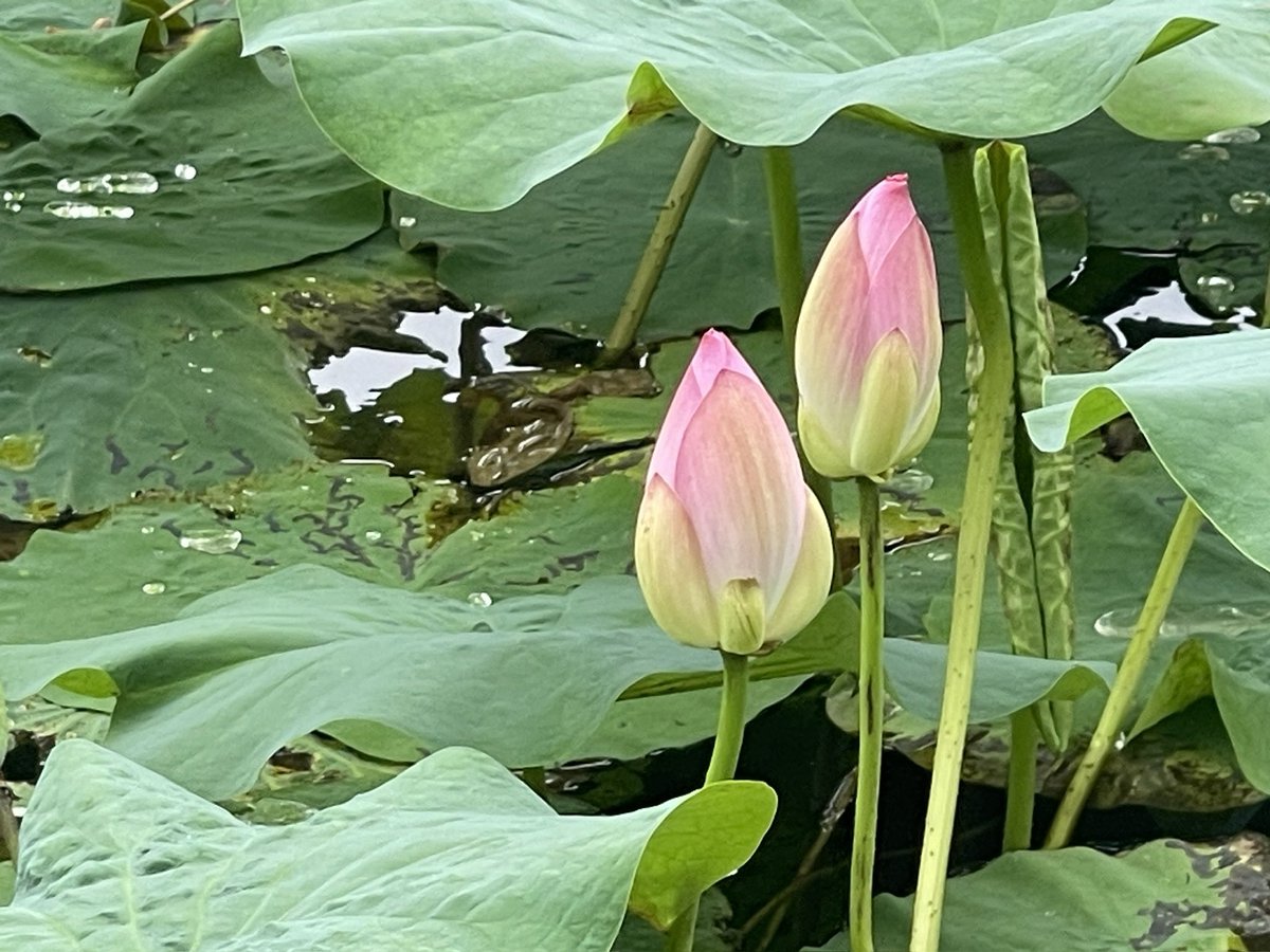 CongqiF's tweet photo. The lotus I photographed. https://t.co/9U19NVCy6w