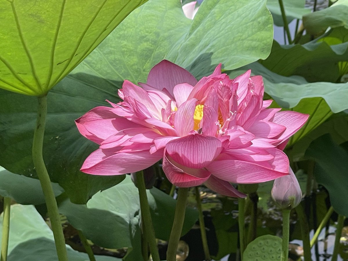 CongqiF's tweet photo. The lotus I photographed. https://t.co/9U19NVCy6w