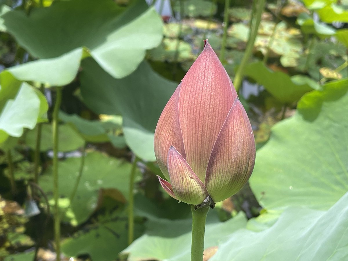 CongqiF's tweet photo. The lotus I photographed. https://t.co/9U19NVCy6w