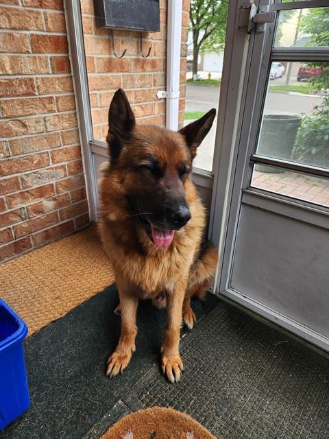 PetfindToronto's tweet photo. #DONMILLS   RD #STEELES E  Pls RT2unite #FOUND #DOG- 7-Jul-26 #Toronto Animal Services A1039209 #PUBLIC L&amp;F 416-338-7297 BLACK TAN #GERMSHEP M/?Age https://t.co/Ao4Qe4Y2Ph