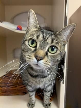 PurrfectPaws tweet media