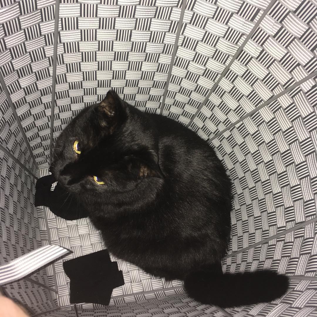 jaredx1z8's tweet photo. Cat https://t.co/hjDRk4ZvPn