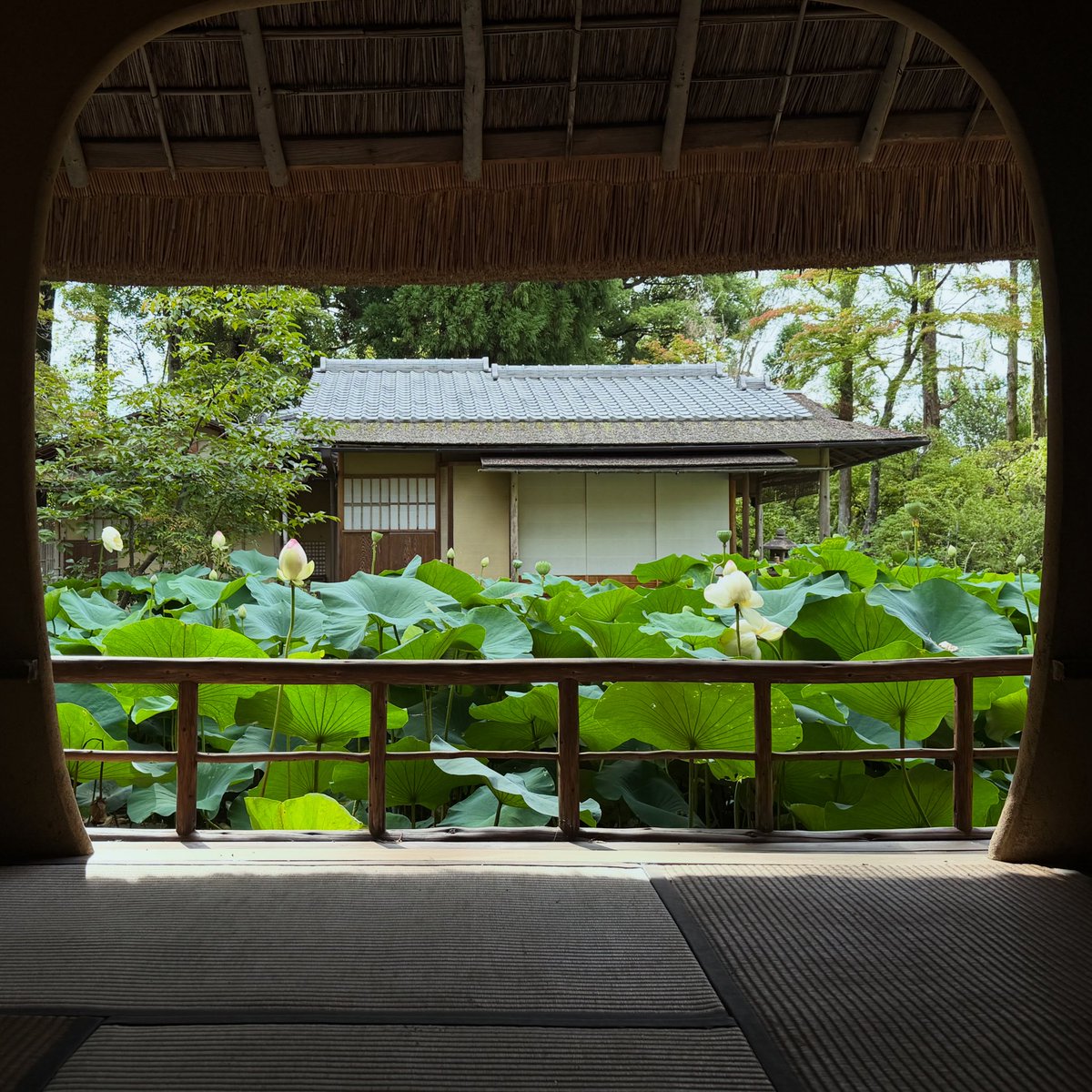 hakusasonso's tweet photo. 白沙村荘の蓮🪷
2026.07.12 SUN

第一陣の開花がひとしきり終わり、現在は第二陣のツボミがスタンバイしております。この後雨が少なく、暑さが増すのでさぞかし綺麗だとは思いますが… 日傘が必須。

【お知らせ】　7/27からしばらくの間は休館となります。 https://t.co/3GKzY1UqlK