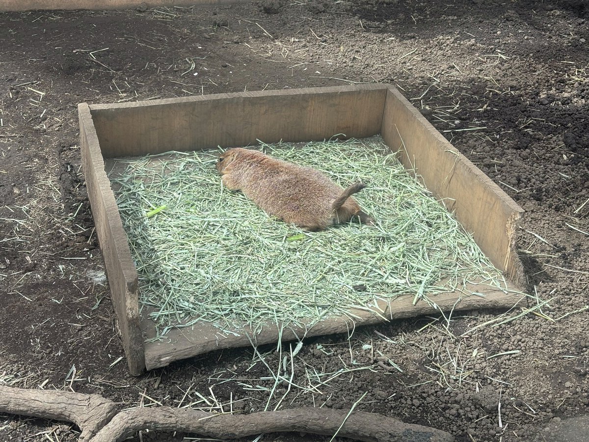 _seaparadise_'s tweet photo. チモシー絨毯を独り占め🐿️🍀

よく見ると右後肢を伸ばしているのも注目ポイントです👀🔍💚

#横浜・八景島シーパラダイス #八景島 #シーパラ #アクアミュージアム #フォレストリウム #オグロプレーリードッグ #プレーリードッグ https://t.co/WcUgFkjyLH