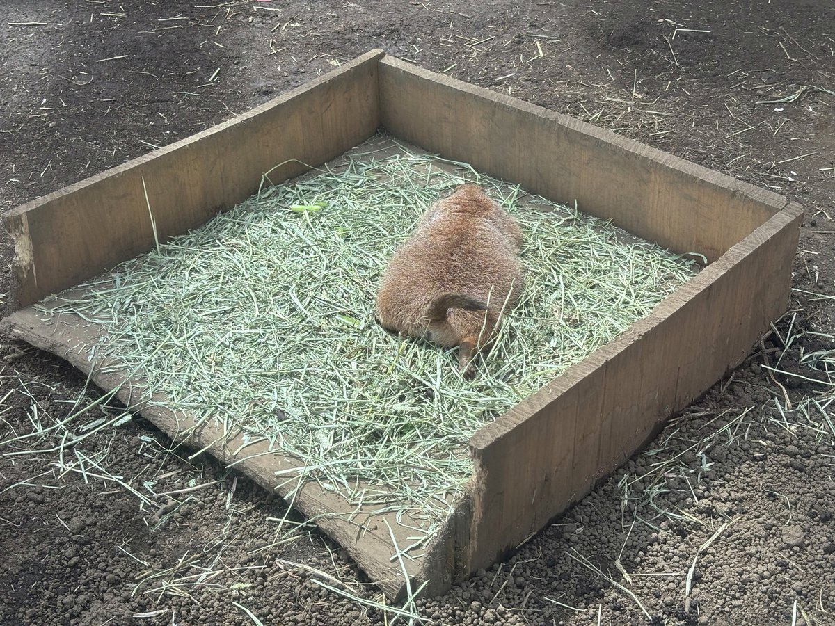 _seaparadise_'s tweet photo. チモシー絨毯を独り占め🐿️🍀

よく見ると右後肢を伸ばしているのも注目ポイントです👀🔍💚

#横浜・八景島シーパラダイス #八景島 #シーパラ #アクアミュージアム #フォレストリウム #オグロプレーリードッグ #プレーリードッグ https://t.co/WcUgFkjyLH