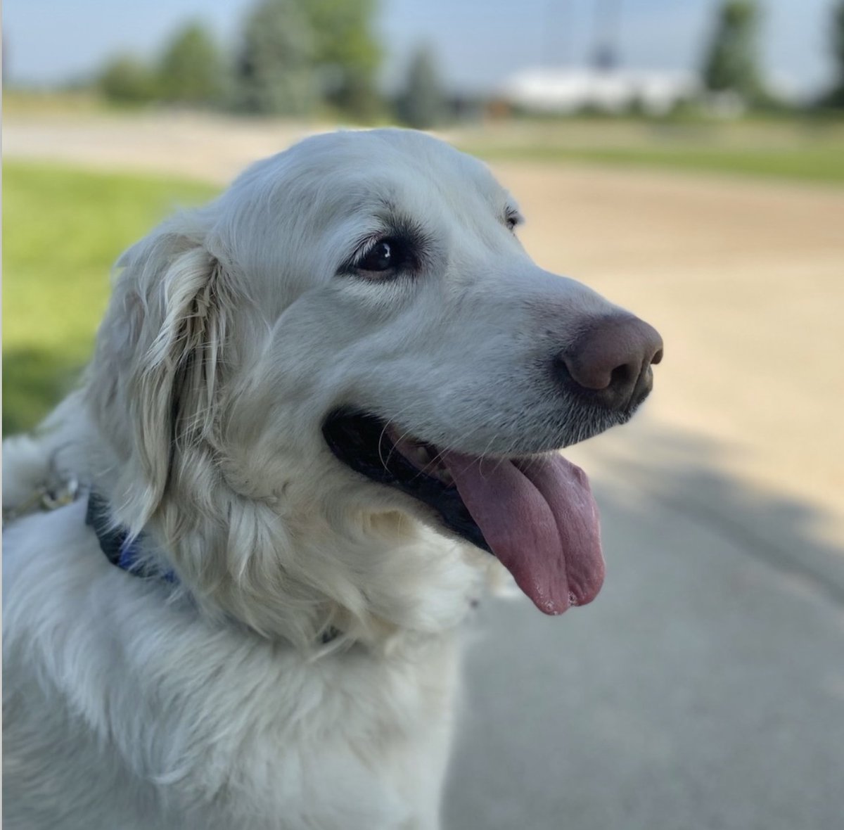 PhillyGVPres's tweet photo. I heard it was National Pet Photo Day, and I couldn’t pass up an opportunity to share more pics of my Lily. It was hard to choose just a couple of favorites.🐾 https://t.co/RDbbVSRSLU