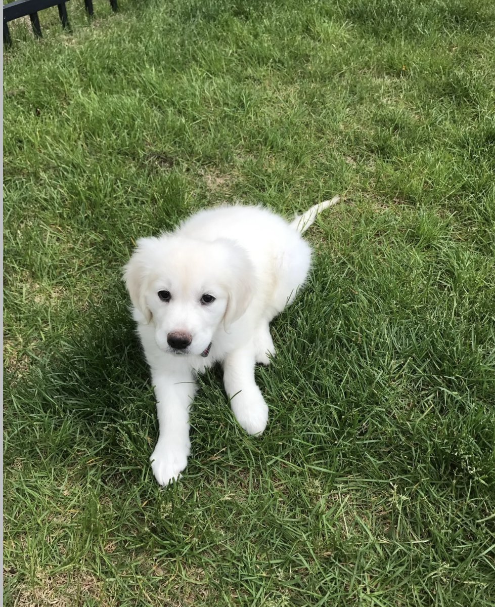 PhillyGVPres's tweet photo. I heard it was National Pet Photo Day, and I couldn’t pass up an opportunity to share more pics of my Lily. It was hard to choose just a couple of favorites.🐾 https://t.co/RDbbVSRSLU