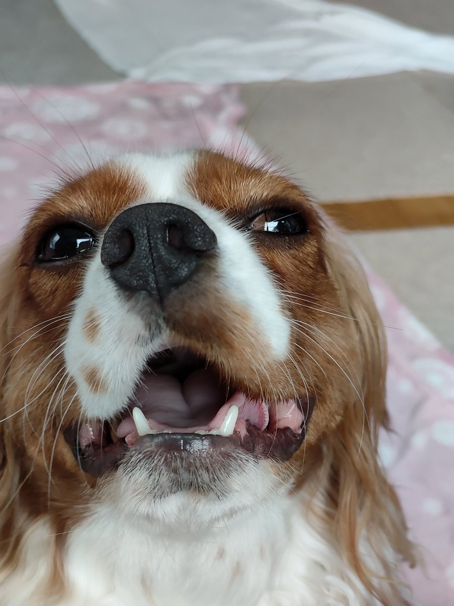 ryumama1972's tweet photo. 🐶エヘ😚エヘヘヘ😍💖✨
　ナデナデ👋だぁ～いちゅき😍💖 https://t.co/voykT7JHix