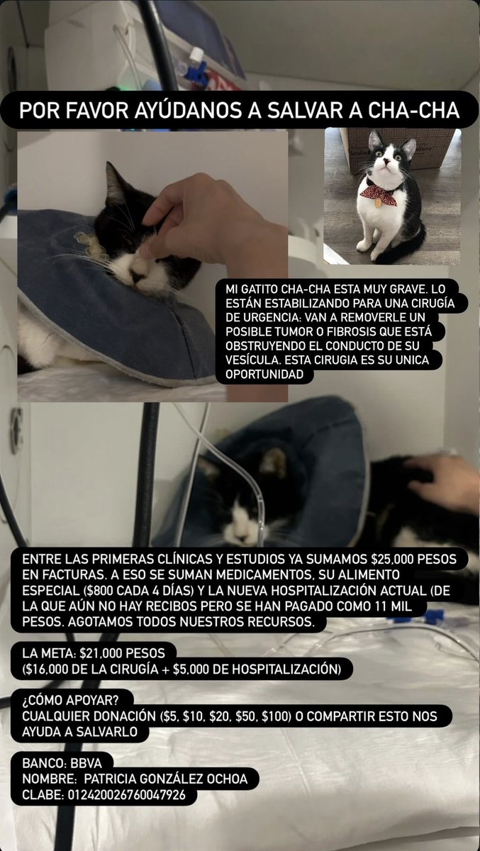 _sopitadefideos's tweet photo. hola :( con el corazón en la mano les pido ayuda para salvar a mi gatito Cha-Cha,
necesita una cirugía urgente que es su única oportunidad

desde un peso nos ayudan mucho

platico más en los screenshots

BANCO: BBVA
NOMBRE: Patricia González Ochoa
CLABE: 012420026760047926 https://t.co/Pr8GbVyuY2