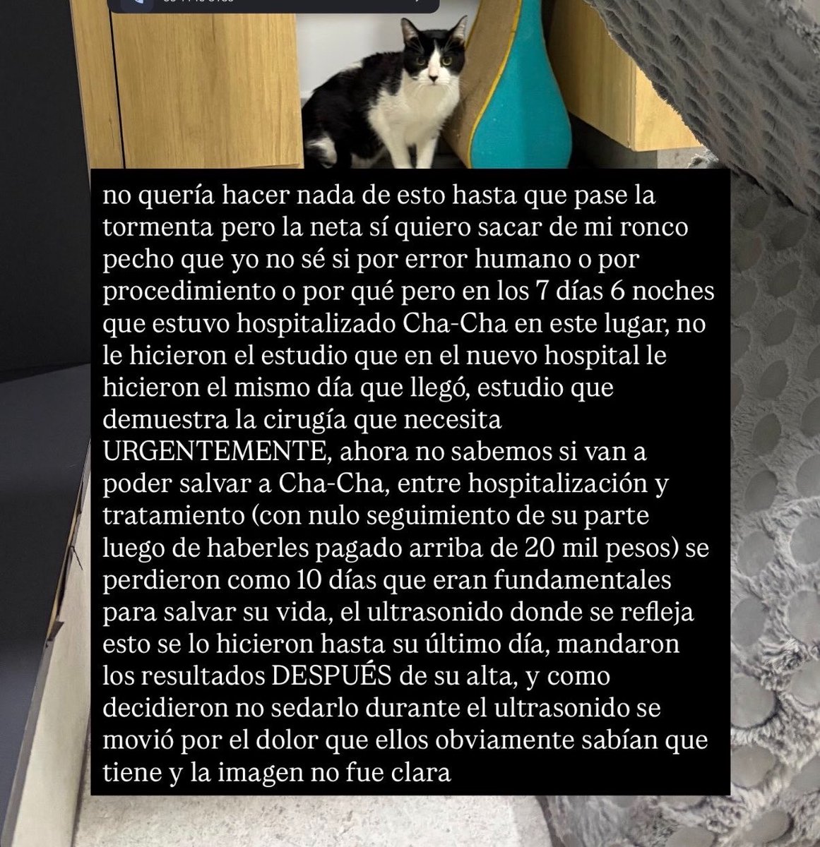 _sopitadefideos's tweet photo. hola :( con el corazón en la mano les pido ayuda para salvar a mi gatito Cha-Cha,
necesita una cirugía urgente que es su única oportunidad

desde un peso nos ayudan mucho

platico más en los screenshots

BANCO: BBVA
NOMBRE: Patricia González Ochoa
CLABE: 012420026760047926 https://t.co/Pr8GbVyuY2