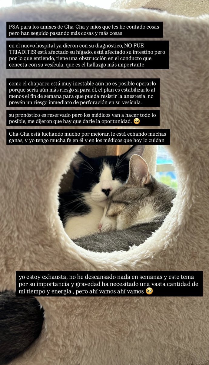 _sopitadefideos's tweet photo. hola :( con el corazón en la mano les pido ayuda para salvar a mi gatito Cha-Cha,
necesita una cirugía urgente que es su única oportunidad

desde un peso nos ayudan mucho

platico más en los screenshots

BANCO: BBVA
NOMBRE: Patricia González Ochoa
CLABE: 012420026760047926 https://t.co/Pr8GbVyuY2