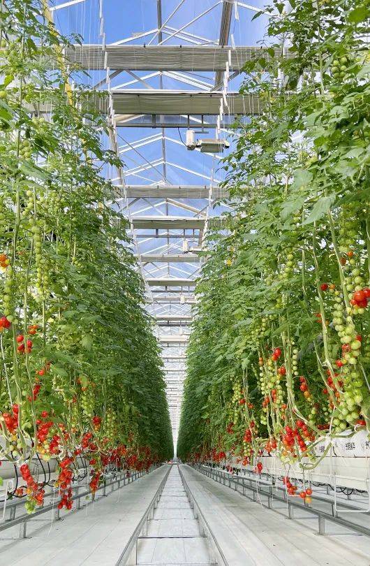 JudsonMaud31426's tweet photo. Fresh farm tomatoes just arrived! Juicy, ripe, and perfect for salads or sauces. Grab yours before they sell out today at the local market!， https://t.co/M4BC4yPBCE