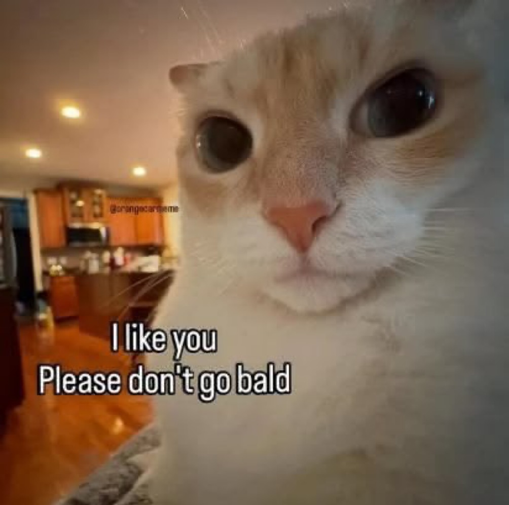 Cat Posted tweet media