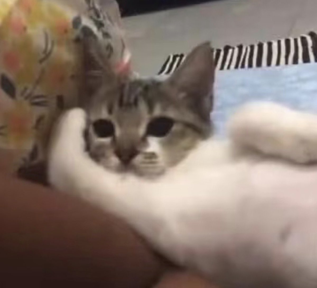 twaniimals's tweet photo. https://t.co/t4lgkk5ve5