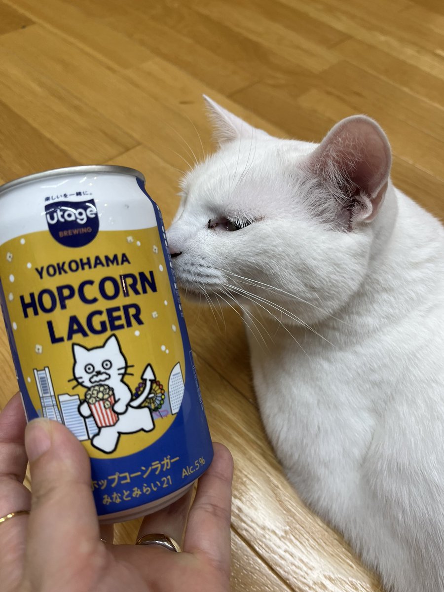 rine_019's tweet photo. ポップコーンから作ったビール！？🍺結構好きな味でした💛あっハルは飲めないぞ！笑 https://t.co/JB3F2U6ll4