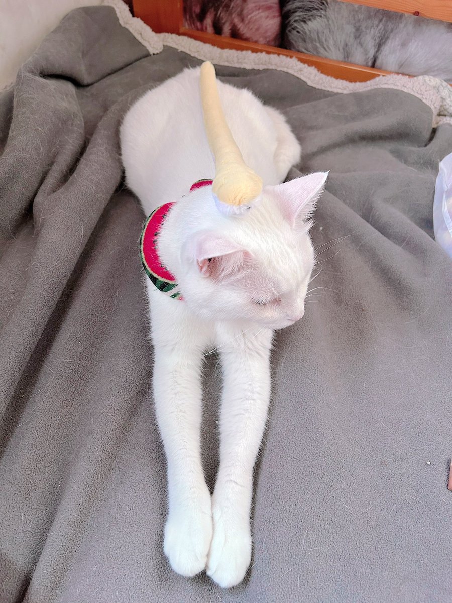 catsstraightup's tweet photo. 流行りのseriaのヘビさんを買ってきました。

(*ΦωΦ)「使い方間違ってます」

ふふふ、かわいいよ、じゅたさんˉ̶̡̭̭( ˭̵̵̵̵͈́ ꇴ ˭̵̵̵͈̀ )ˉ̶̡̭̭
#猫のいる幸せ https://t.co/pQgbMEPafs