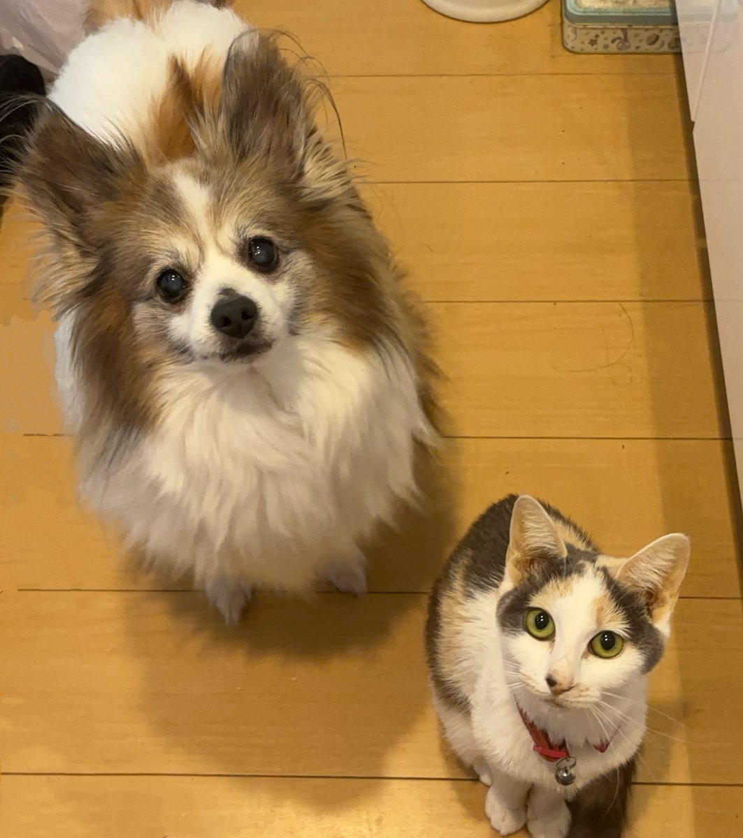 ajifly25's tweet photo. ちょこちょこ載せてたこの子達、7/10に旅立ってしまいました。
わんこは腎不全、ねこは猫エイズで別々の病気だったのに同じ時刻に虹の橋を渡ってしまって本当に仲良かったね君たち。
ちょっとショックなお知らせでした。 https://t.co/xghQcDGv3o