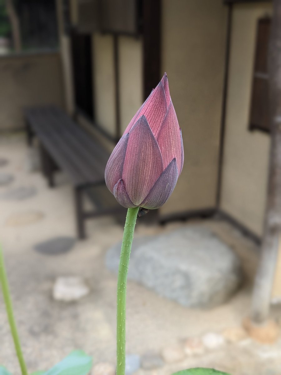 meshimeshi's tweet photo. 西大寺に行ったら蓮の展示してた。仏様と蓮見れて満足 https://t.co/yUa6mXq2Ma