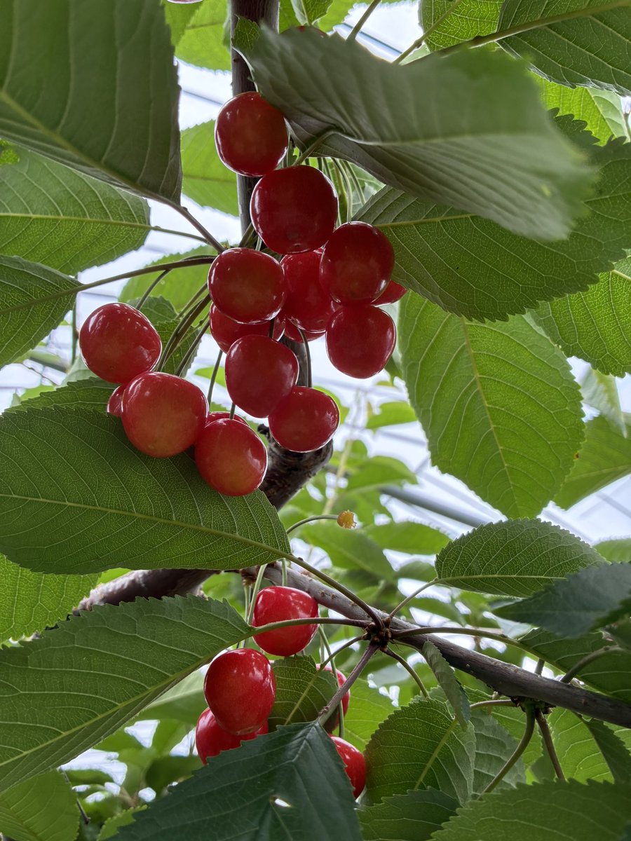 NUv425's tweet photo. わーたしさくらんぼ🍒´- https://t.co/URBrhvnE68