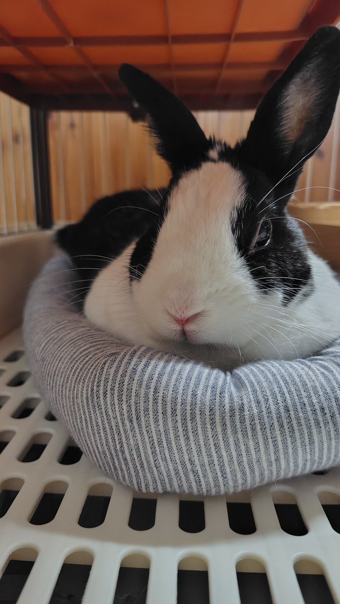 さすらいのウサーズ🐰🐰🐰🐰🐰 tweet media