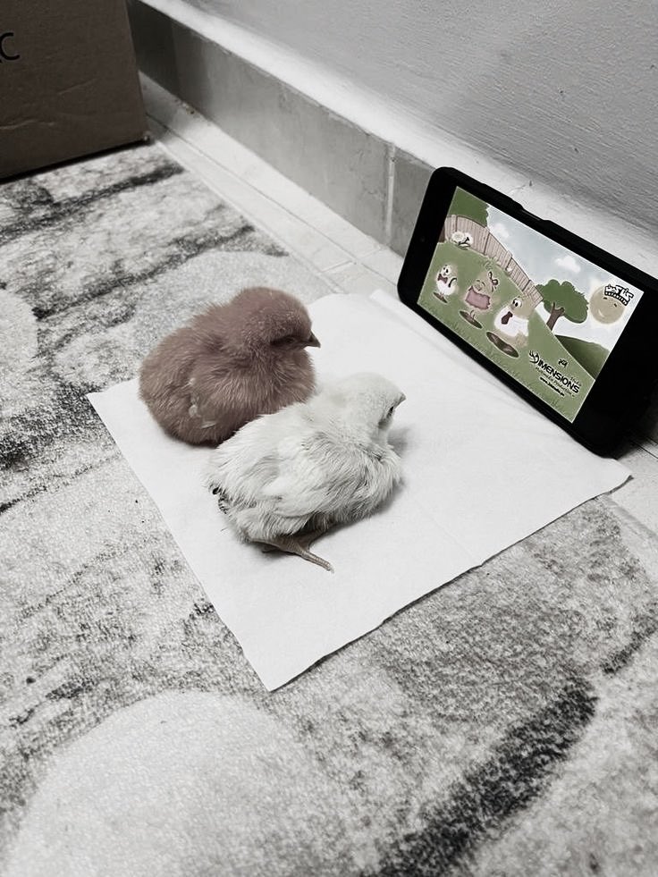 jenolecee's tweet photo. Minggu pagi — nemenin anak kucing nontonin anak ayam. https://t.co/7BaDAHBpEp