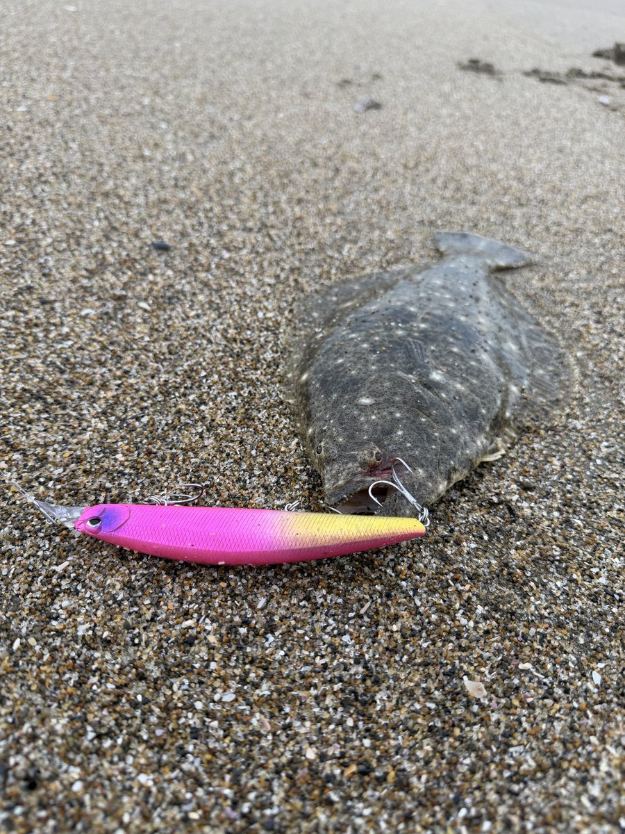 flatfish_surf's tweet photo. 去年の11月振りに友人とサーフへ😆

ずっと続く横ヨブの中に一段深くなってる場所を発見🫣
135mdを緩急付けて引いてるとゴン‼️
久々のサーフでしたが楽しめました🤭

#サーフジムニーダン
#DUO
#135md https://t.co/gK8KvZlxDT
