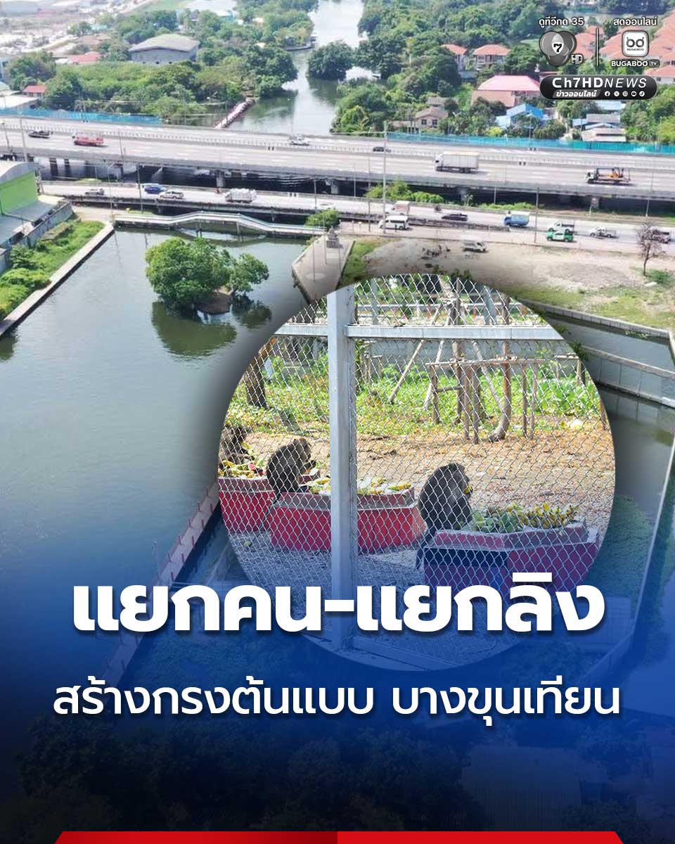 Ch7HD's tweet photo. กองอนุรักษ์สัตว์ป่า เดินหน้า “แยกคน-แยกลิง” จัดระเบียบประชากรลิง 355 ตัว ในพื้นที่ #บางขุนเทียน เร่งสร้างกรงต้นแบบ พัฒนาพื้นที่ 12 ไร่ บริเวณ #อนุสาวรีย์คุณกะลา ให้อยู่อาศัยถาวร ขอให้มั่นใจทั้งคนและลิง จะอยู่ร่วมกันได้อย่างเหมาะสมและปลอดภัยที่สุด
.
คลิกอ่านข่าว : https://t.co/mv66WKXYFn
.
#Ch7HDNews #ข่าวออนไลน์7HD