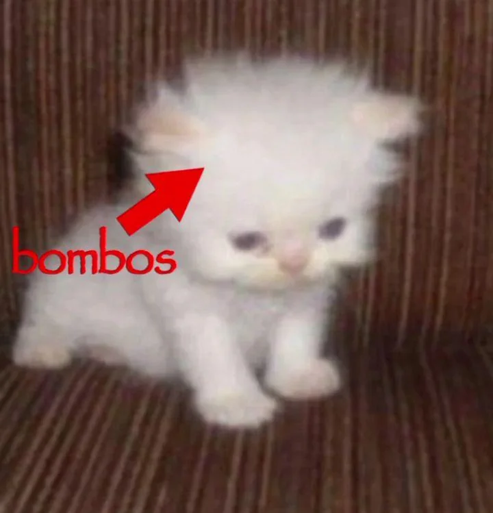 uras tweet media