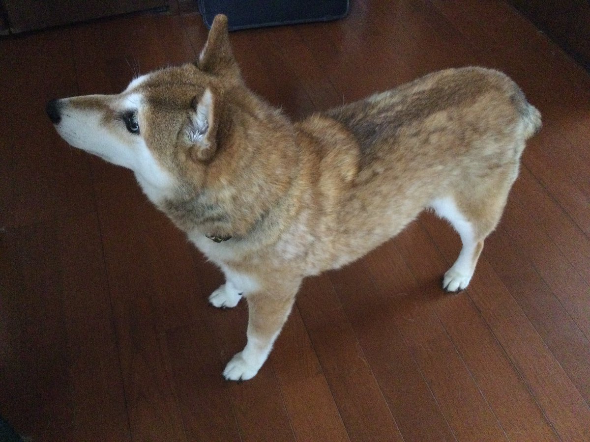 ohtaya_okaya's tweet photo. おはようございます　サト店です😃

今朝のイチ🐕(柴犬♀15才)

妻に「オヤツちょうだい」と懇願しているところです😙

＃柴犬との暮らし https://t.co/7MJd4skyZ3