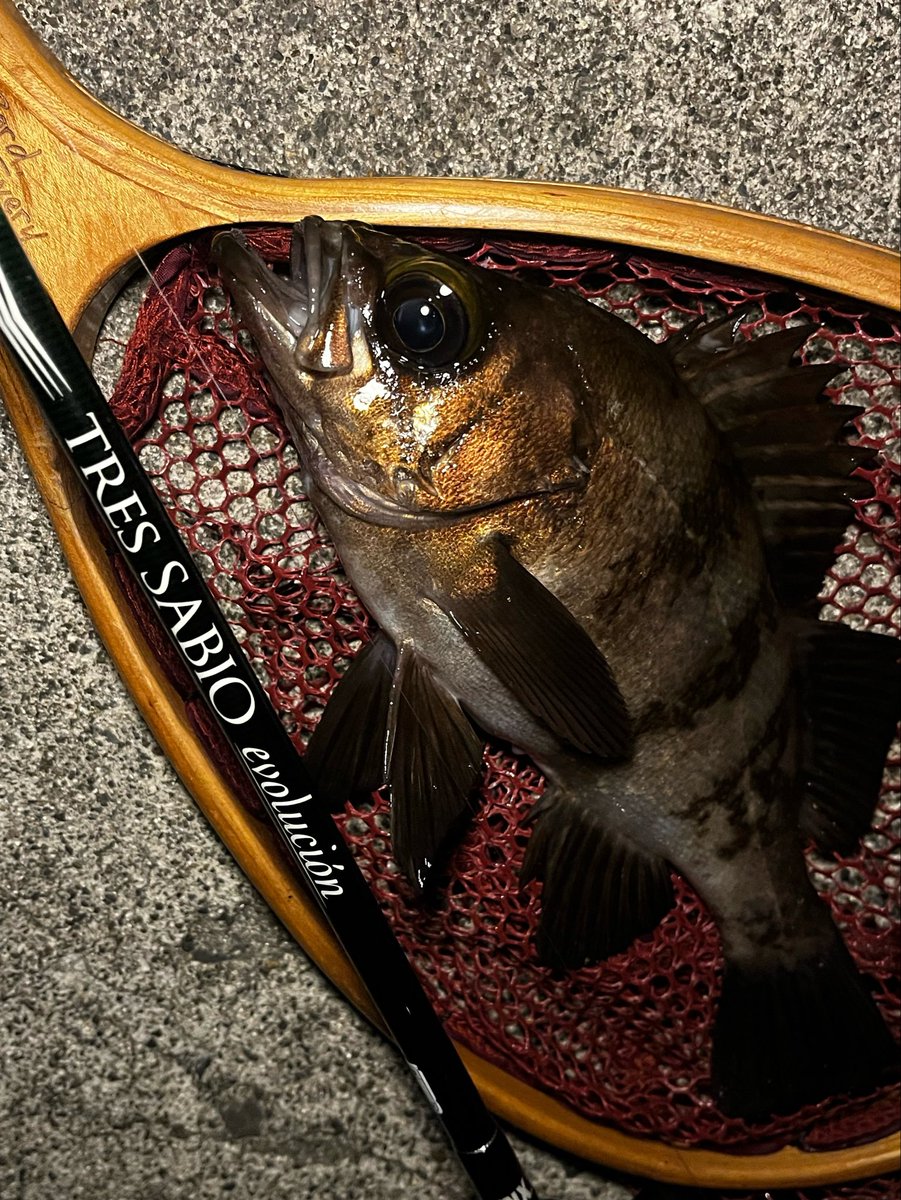 ba7boat29's tweet photo. 昨晩・今朝はタフコンディション。

魚が浮く・浮かないの判断、切り替えのタイミング、その際のルアーセレクト。
厳しい状況だからこそ勉強になる釣行でした。

#サビオ76
#ナッゾジグ
#SPM75 https://t.co/ynLuaOQeyt