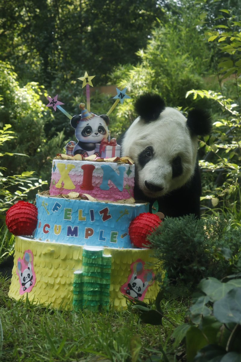 ZoologicosCDMX's tweet photo. 🐼✨ 36 años de XinXin llenando nuestros corazones de alegría y esperanza! ✨🐼 

XinXin celebró su cumpleaños este 4 de julio en el CCVS Chapultepec con todos sus amigos y autoridades! Muchas gracias a todos los visitantes https://t.co/fO76DrB4u7