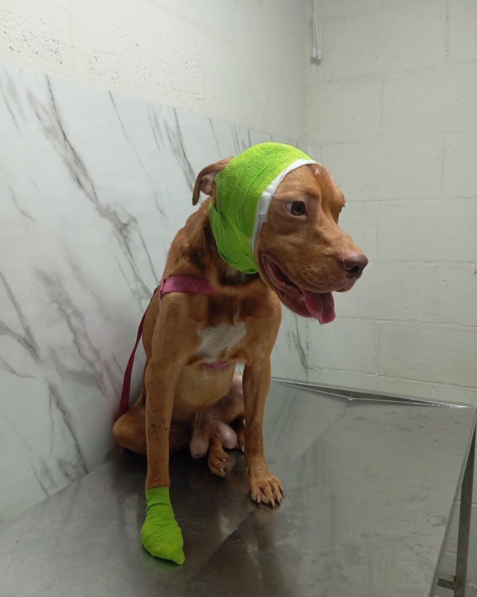 lyssitta's tweet photo. Tyson 
#casopropio 
#gusanobarrenador

El día de ahora fue a su cuarta curación y limpieza a Veterinaria CIUDAD MASCOTA

Reporte de este día : Ya no hay rastro de necrosis (pudrición) y el tejido ha cambiado a un color uniforme y blando, señal de que la inflamación está cediendo y la infección ha quedado atrás. La herida está cerrando mediante granulación natural y los orificios del cachete ya se están sellando.
​Su estado de ánimo ha cambiado totalmente: está mucho más activo!
Sus mucosas se ven mucho mejor y está respondiendo súper bien a sus vitaminas y a su alimentación. Incluso el dedo afectado ha disminuido de tamaño y se mantiene limpio.
​La orejita sigue caída debido a la pérdida de músculo por la herida, más adelante, cuando todo esté bien cicatrizado, se evaluará si es necesaria una cirugía reconstructiva para levantarla"

​✅ La próxima curación es MARTES 07 DE JULIO

Gracias a su apoyo se pagó $30 en Veterinaria y $7.40 de transporte 🙌🏻

Aprovecho la publicación para dar las gracias a CLAUDIA LÓPEZ y por su donación hecha el 01 de julio y a nuestra amiga SANDRA por prestar el cono isabelino 🙏🏻

TYSON sigue necesitando de su apoyo por favor para poder pagar las curaciones en la Veterinaria y el transporte
Dejo nuestras formas para  ayuda 👇🏻
🐱 BRENDA MENDEZ
🐾 Banco Agrícola 
🐾 Cuenta de Ahorro 
🐾 3280504740

🐶 LISSETTE SANCHEZ PALOMO 
🐾 BANCO DAVIVIENDA (EL SALVADOR )
🐾 CUENTA DE AHORRO
🐾 775541628030

También me puede escribir por mensaje directo o al WhatsApp +503 6681 0566 con Lys