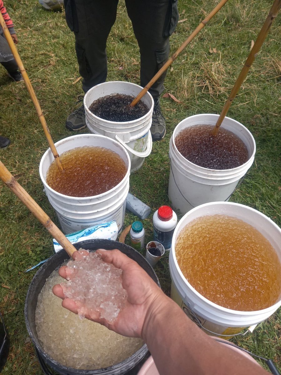 Agricultura_CZ6's tweet photo. #Azuay | En la parroquia Sidcay capacitamos a productores en la elaboración de 100 litros de hidrogel con bioestimulantes para la siembra de plantas frutales y forestales, promoviendo prácticas que mejoran el desarrollo de los cultivos y el uso eficiente de los recursos. 🌱💧 https://t.co/JViXKQVm0n