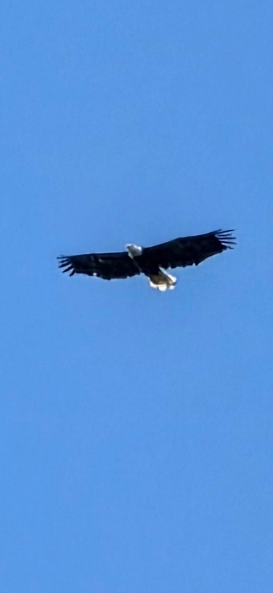 joevoltz's tweet photo. Anyone else have a bald eagle circle thier independence day party? https://t.co/yCixMK7606