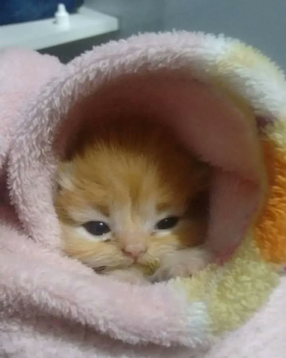 Catsillyness's tweet photo. https://t.co/dR59GlIFTl
