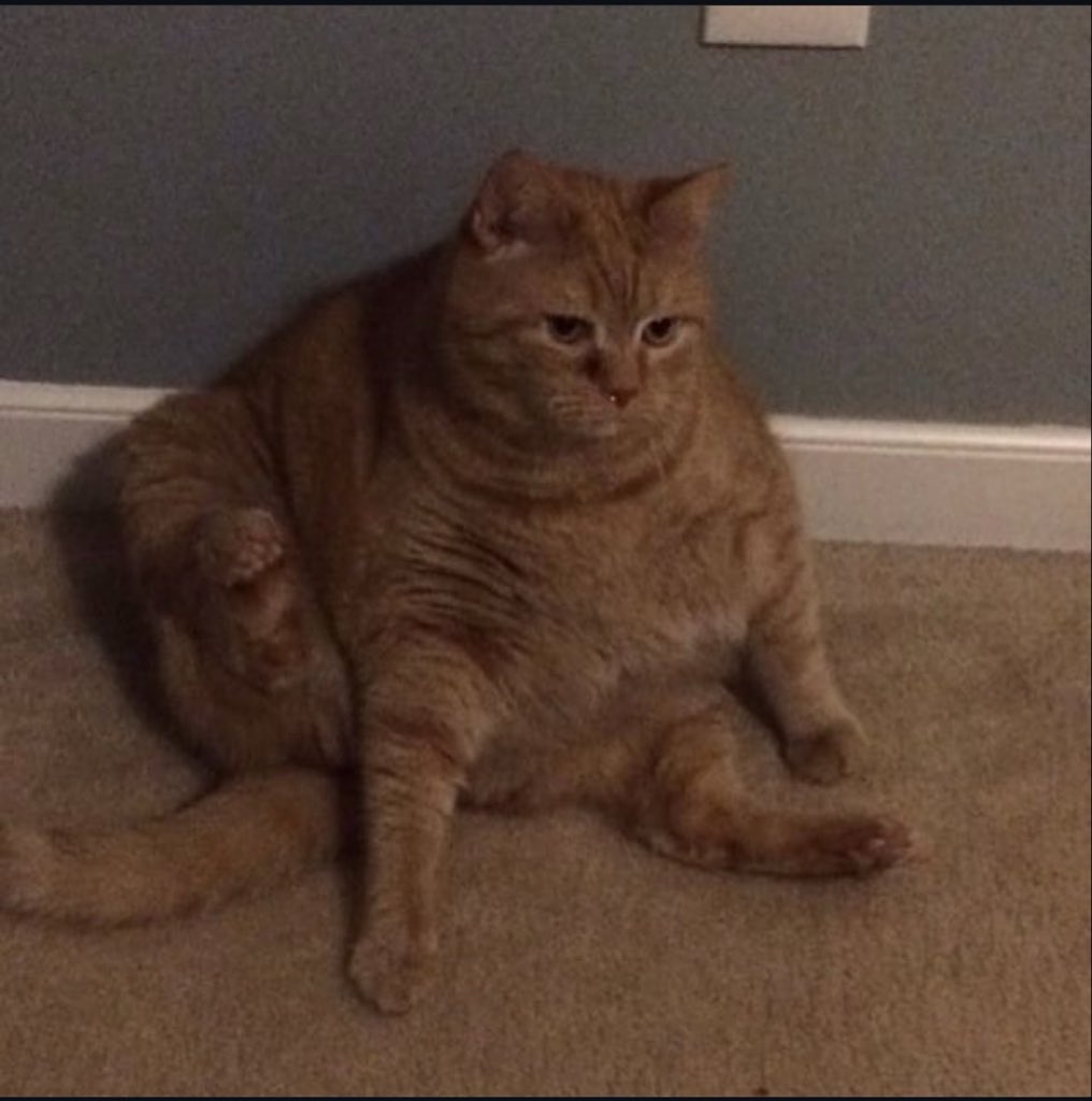 WeAssessCats's tweet photo. This is Mitchell. Likes to eat a little too much. Still beautiful. 12/10. 😄 https://t.co/v1zdkftLX2