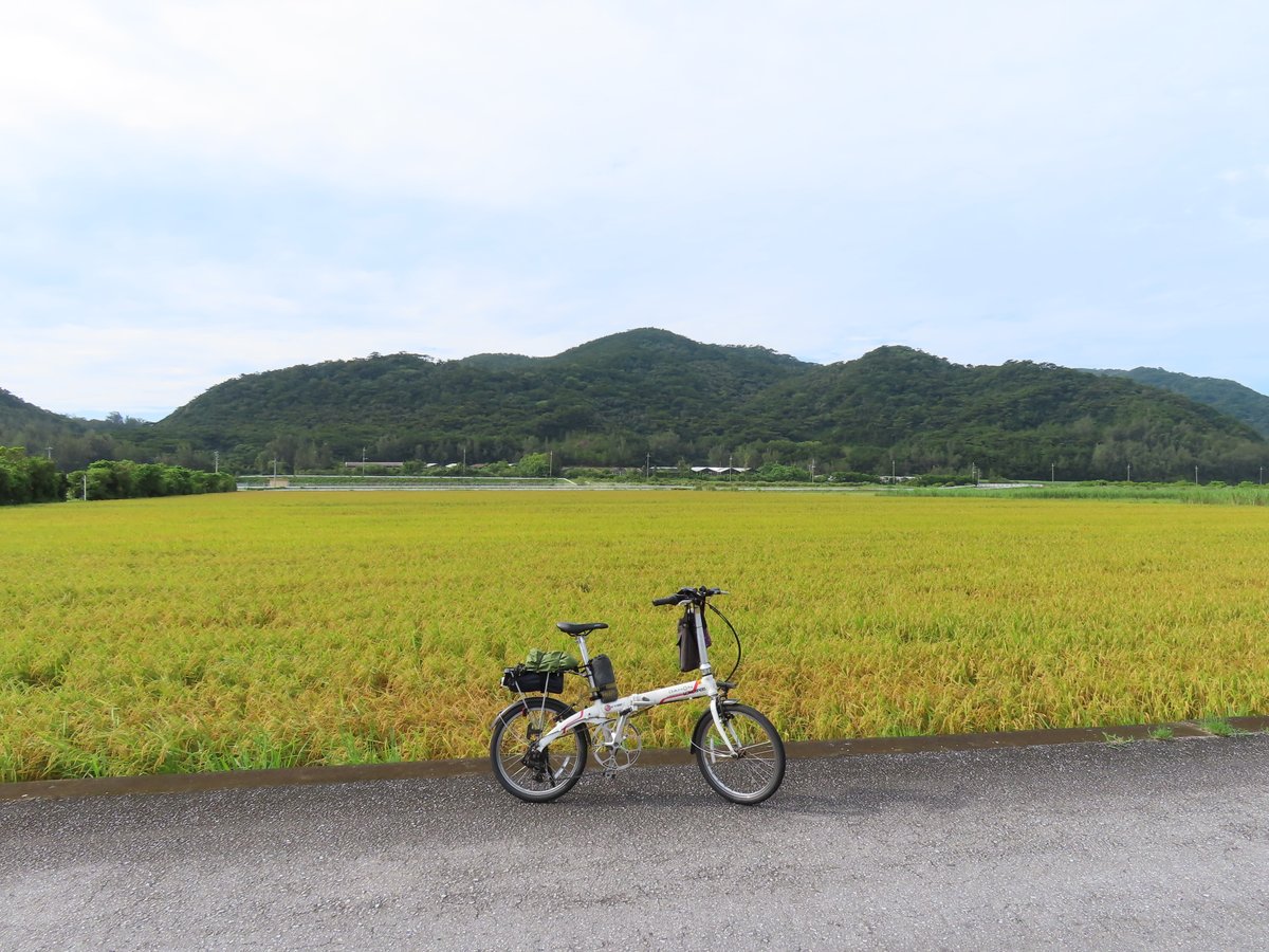 tabiringu's tweet photo. 伊平屋島は細長い山がちな島で、離島ながら標高300ｍ近い山もある。水が豊富なので沖縄で珍しい水田があり、早くも収穫の時期だった。 https://t.co/MX2e0vYtVX