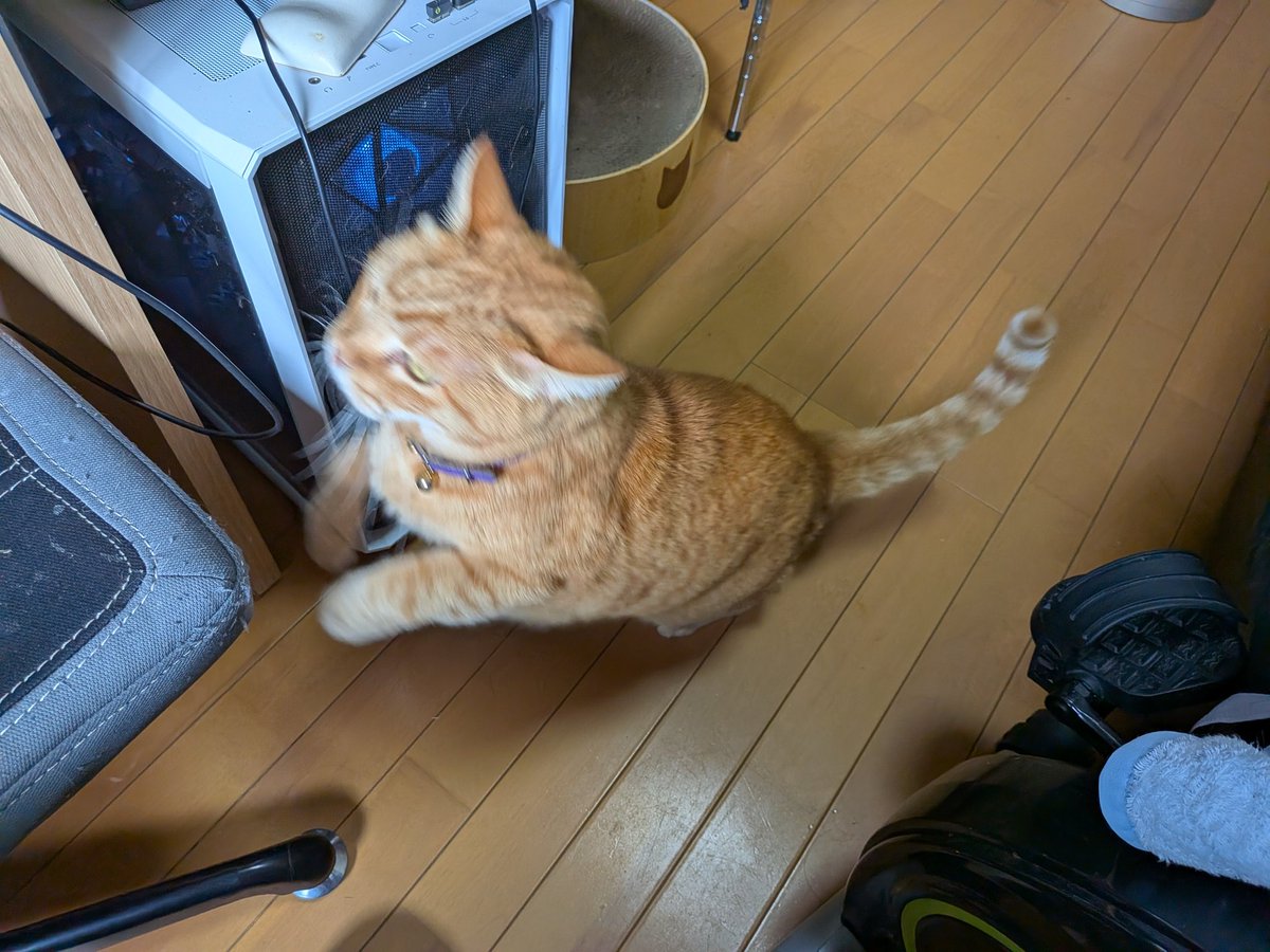 LeeLea33's tweet photo. にゃーん https://t.co/IZMdDtcaAG