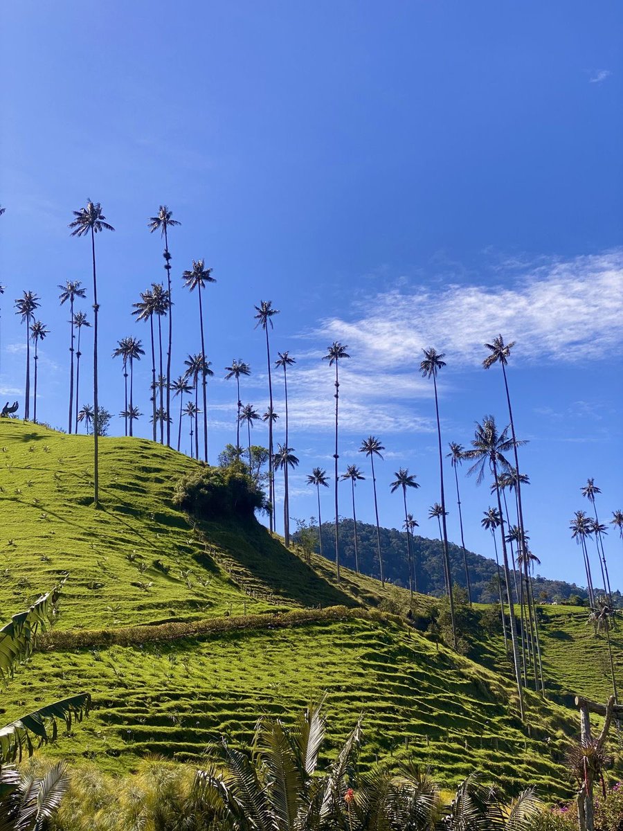 vistaaura222's tweet photo. Cocora Valley, Colombia https://t.co/o9KUp5j4rQ