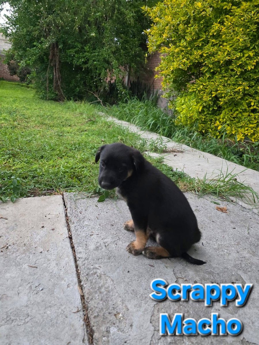 RescateAnimal's tweet photo. 🟢 ¿ME ADOPTAS?
¡Cachorritos en adopción! Conoce más 👇🏻 

♀️♂️ Hembra/Macho | 2 meses
✴️ Talla mediana/grande 
💟 Conviven con perritos y gatitos
✅ Vacunados y desparasitados
🇲🇽 Adopción en CDMX y Edomex

¿Quieres adoptar alguno? 
☎️ Diana
https://t.co/oGt43NsYe5 🐾 https://t.co/cTy5heg0OJ
